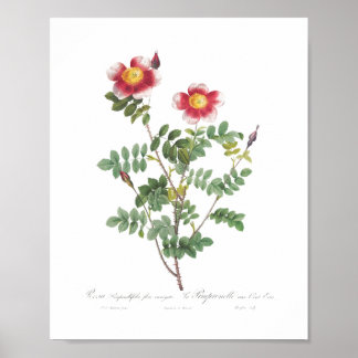 Beautiful Girly Vintage Flower Rose Poster