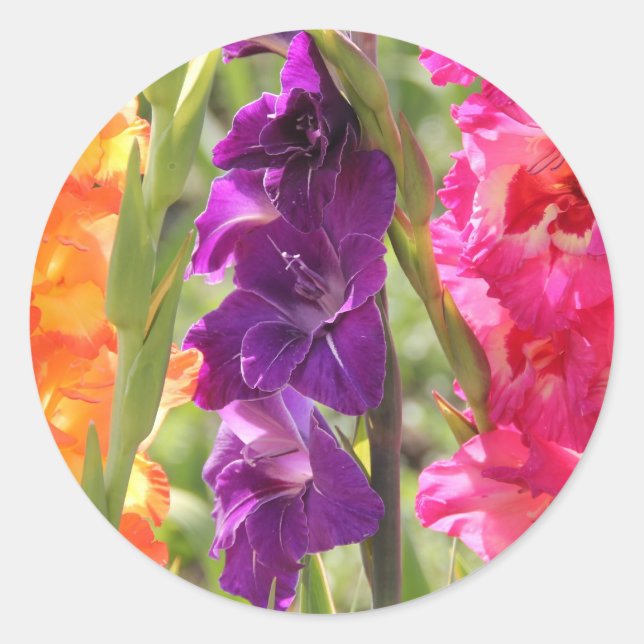 Beautiful Gladiolus Blooms Classic Round Sticker (Front)