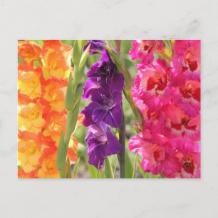 Beautiful Gladiolus Blooms Postcard