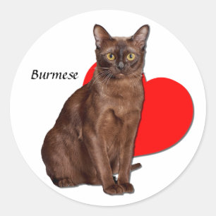 Beautiful Golden Burmese Cat Moggy Heart Love   Classic Round Sticker