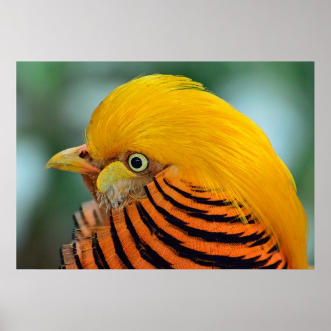 Beautiful golden pheasant bird poster (Front)