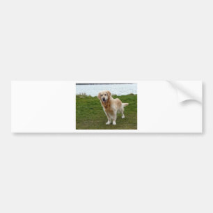 Beautiful Golden Retriever Dog Standing Bumper Sticker