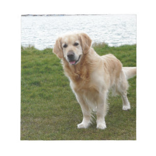 Beautiful Golden Retriever Dog Standing Notepad