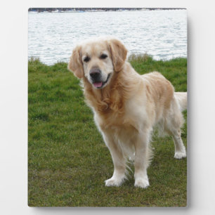 Beautiful Golden Retriever Dog Standing Plaque