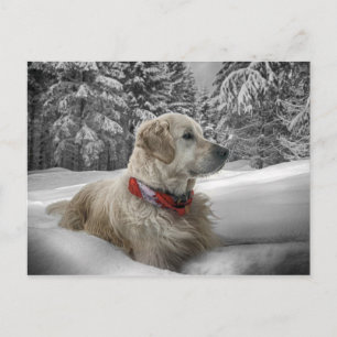 Beautiful Golden Retriever in snow Postcard
