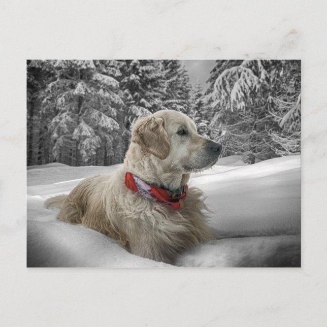 Beautiful Golden Retriever in snow Postcard (Front)
