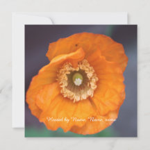 beautiful golden wild poppy flower all party