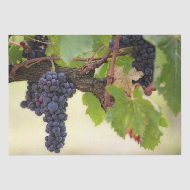 Beautiful Grape Vine with Hanging Fruit Tissue Paper (Front)