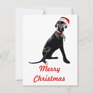 Beautiful Great Dane in Santa Hat  Card