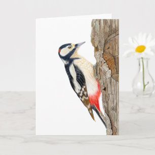 Beautiful Great spotted woodpecker Card