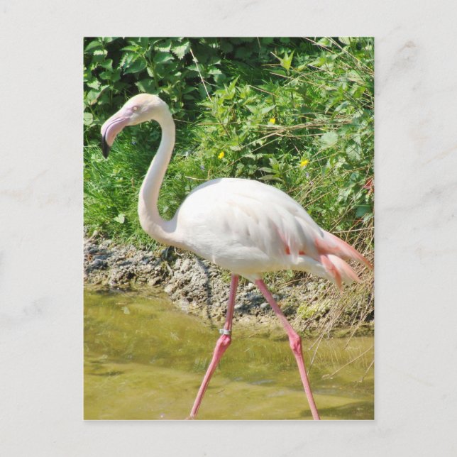 Beautiful Greater Flamingo - Postcard (Front)