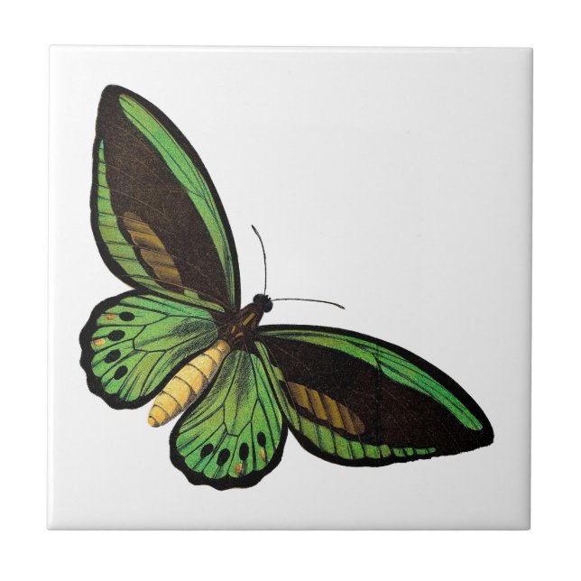 Beautiful Green Butterfly Ceramic Tile (Front)