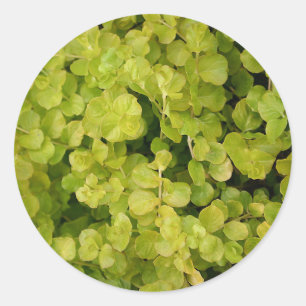 Beautiful Green Foliage Classic Round Sticker