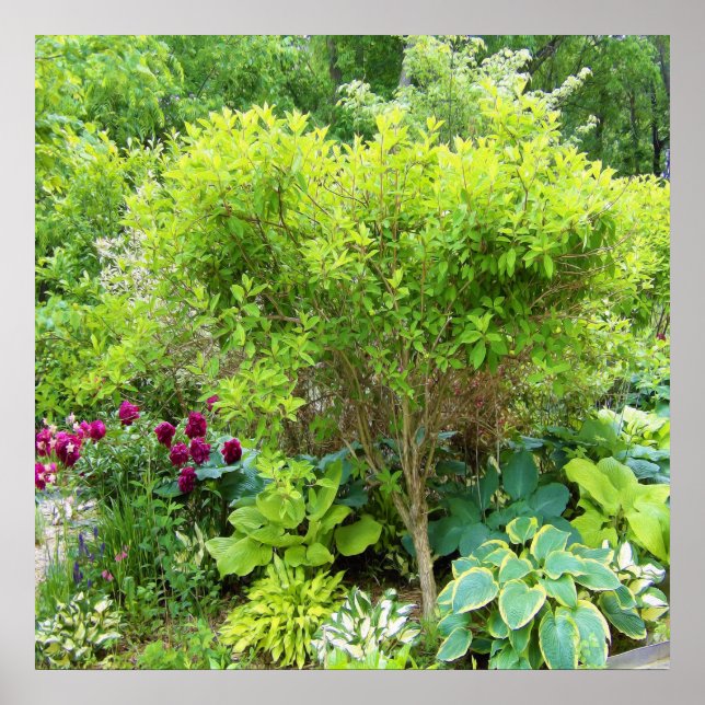 Beautiful Green Garden Landscape with Hostas Poster (Front)