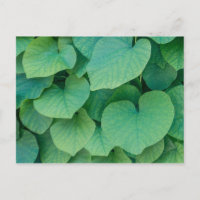 Beautiful green heart-shaped leaves nature photo