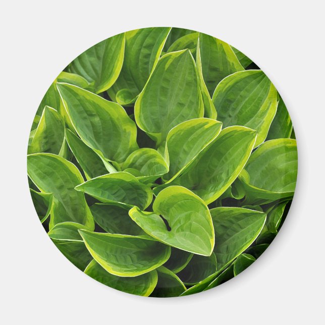 Beautiful green hosta plant magnet (Front)