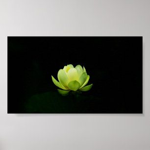 Beautiful Green Lotus,Lake,Zen Poster
