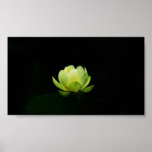 Beautiful Green Lotus,Lake,Zen  Poster (Front)