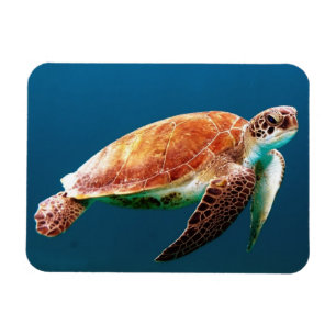 Beautiful Green Sea Turtle Magnet