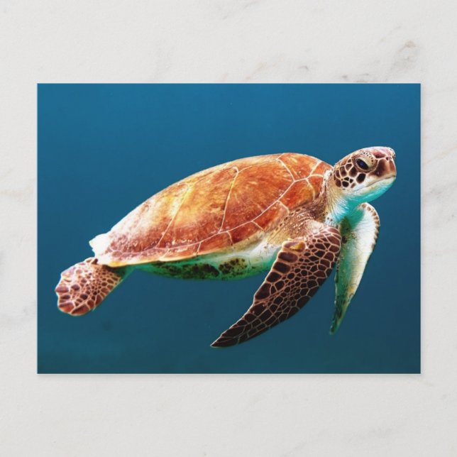 Beautiful Green Sea Turtle Postcard (Front)