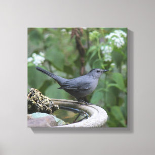 Beautiful Grey Catbird Wrapped Panel Canvas Print