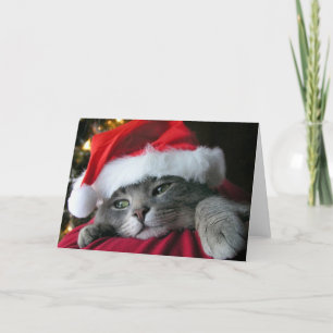 Beautiful Grey Christmas kitty Holiday Card