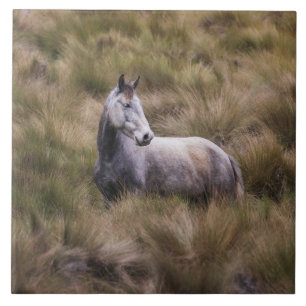 Beautiful Grey Coloured Horse Ceramic Tile