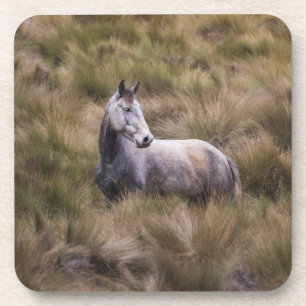 Beautiful Grey Coloured Horse Coaster