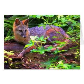 Beautiful Grey Fox