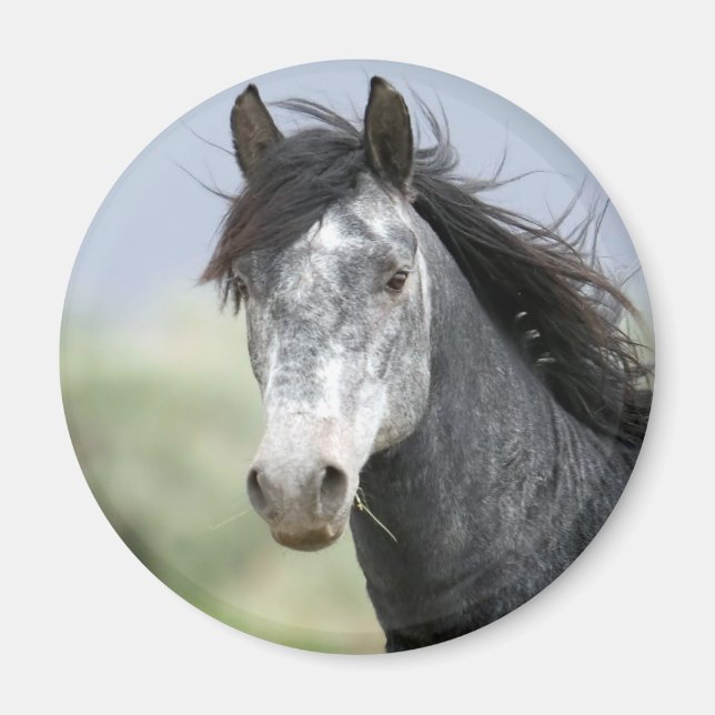 Beautiful grey horse magnet (Front)