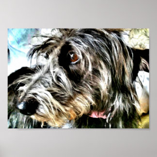 Beautiful grey lurcher poster