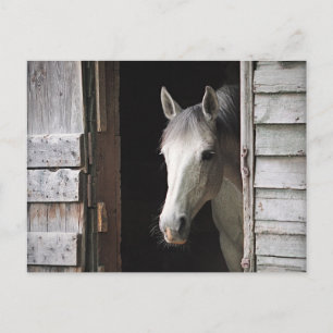 Beautiful Grey Mare Horse Postcard