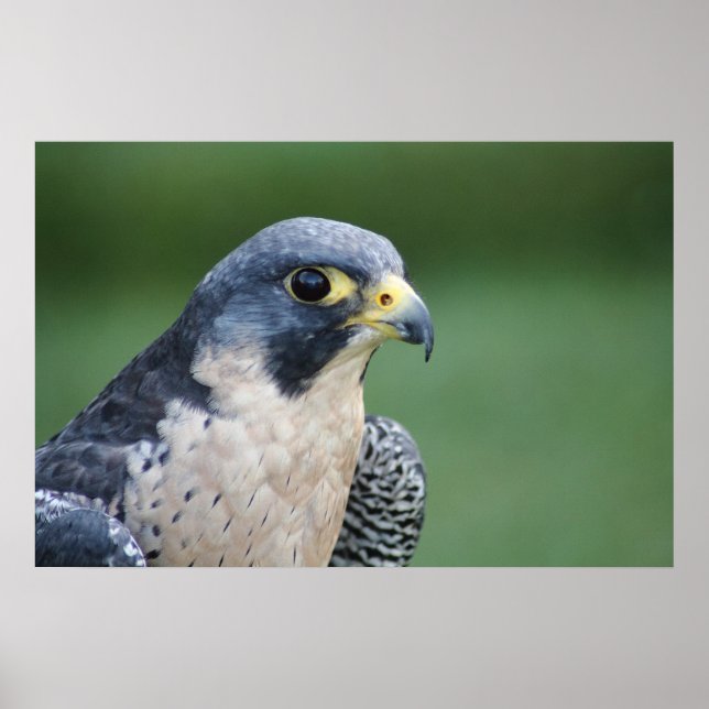 Beautiful grey-white Pelegrine Falcon Poster (Front)