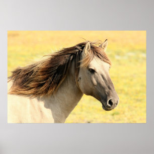 Beautiful grey wild horse poster