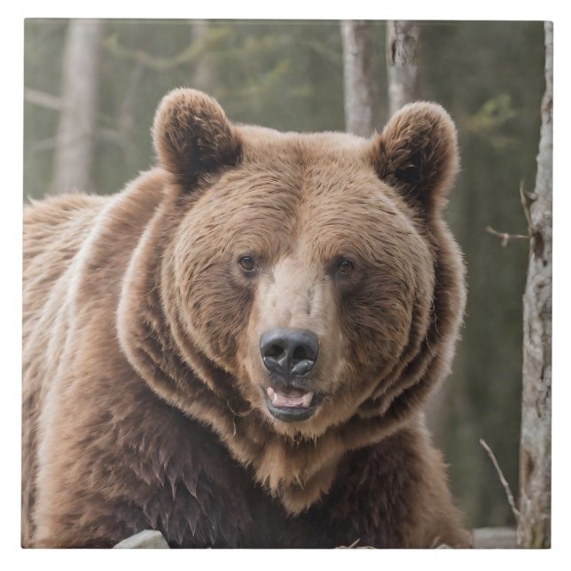 Beautiful Grizzly Bear Portrait Brown Bear 4a Ceramic Tile (Front)