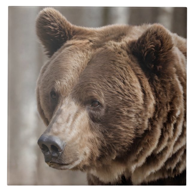 Beautiful Grizzly Bear Portrait Brown Bear Ceramic Tile (Front)