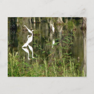 Beautiful Group Of Louisiana Herons Finding Food I Postcard