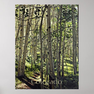 Beautiful Grove of Aspen Trees in Crested Butte Po Poster