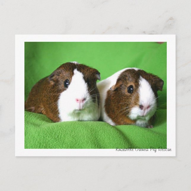 Beautiful Guinea Pig Postcard (Front)