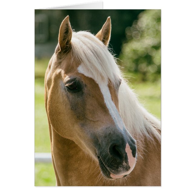 Beautiful haflinger horse portrait (Front)