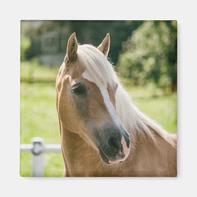 Beautiful haflinger horse portrait magnet (Front)