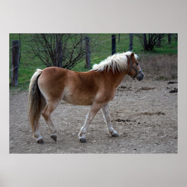 Beautiful Haflinger Poster (Front)