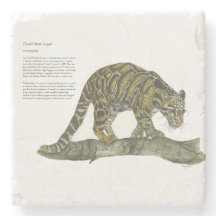 Beautiful Hand-Painted Endangered Clouded Leopard