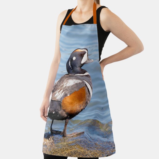 Beautiful Harlequin Duck at the Beach Apron (Insitu)
