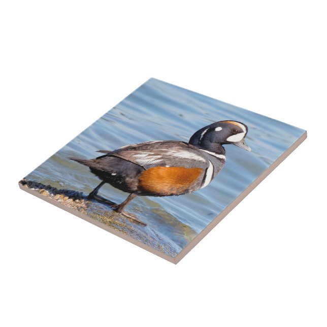 Beautiful Harlequin Duck on the Rock Ceramic Tile (Side)