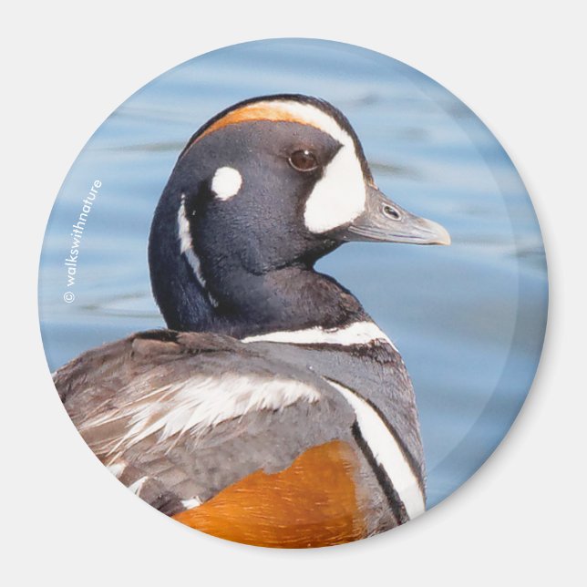 Beautiful Harlequin Duck on the Rock Magnet (Front)