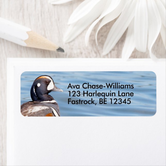 Beautiful Harlequin Duck on the Rock Return Address Label (Insitu)