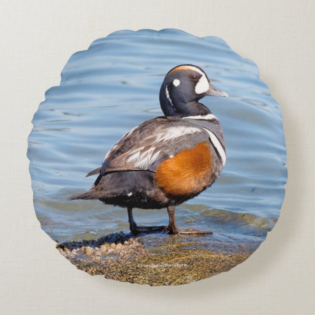 Beautiful Harlequin Duck on the Rock Round Cushion (Front)