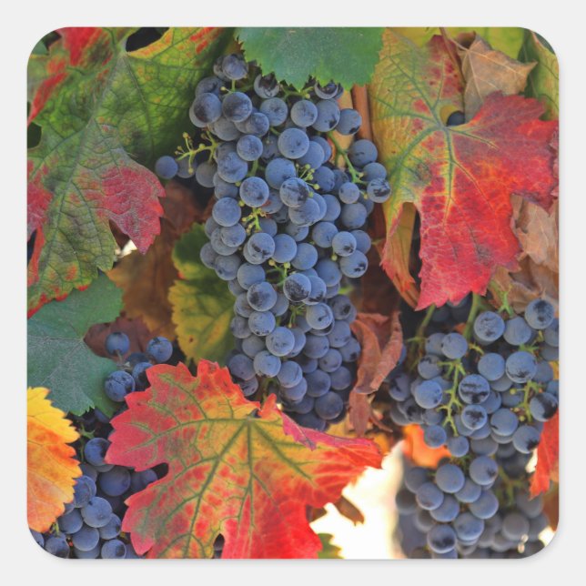 Beautiful Harvest Wine Grape Stickers (Front)