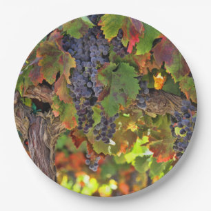 Beautiful Harvest Wine Vineyard Picnic Paper Plate